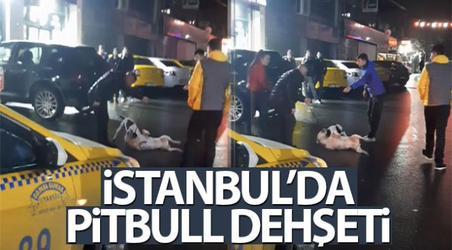 İstanbul'da pitbull dehşeti kamerada