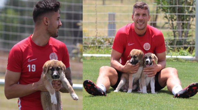 Antalyaspor sokağa terk edilen iki köpek yavrusunu sahiplendi