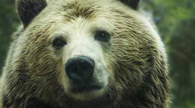 İtalya'da baba-oğula saldıran ayının öldürülmesine karar verildi