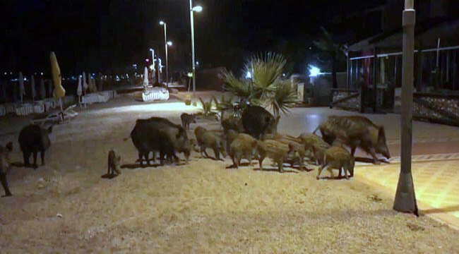 Marmaris'te domuzlar sahile indi