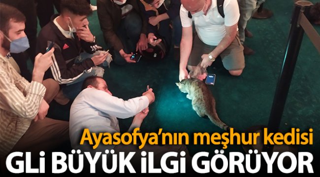 Ayasofya'nın dünyaca ünlü kedisi 'Gli' büyük ilgi görüyor