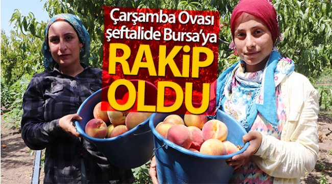 Çarşamba Ovası şeftalide Bursa'ya rakip oluyor