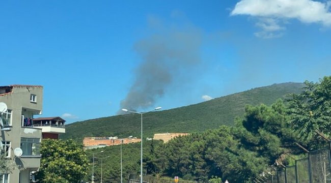 Maltepe'de ormanlık alanda yangın