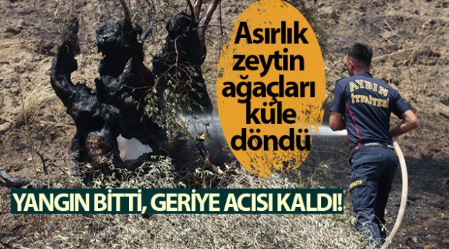 Yangın bitti, geriye acısı kaldı! Asırlık zeytin ağaçları küle döndü