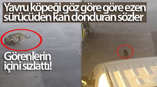 Yavru köpeği göz göre göre ezen sürücüden kan donduran sözler