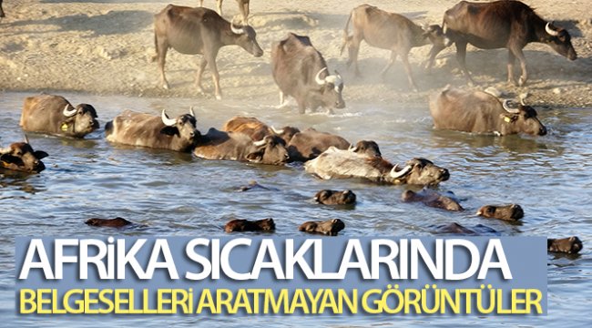 Afrika sıcaklarında belgeselleri aratmayan görüntüler