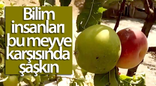 Bilim insanları bu meyve karşısında şaşkın