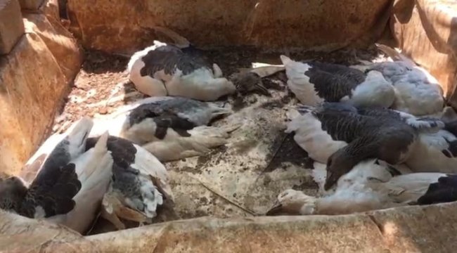 Çiftlik kredisi çekmek için aldığı kaz ve tavukları kaderine terk etti