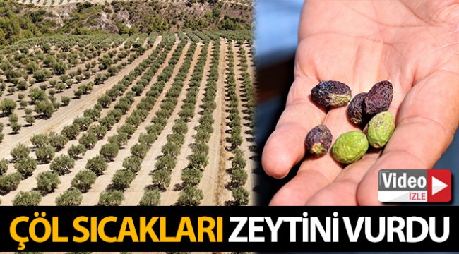 Çöl sıcakları zeytini vurdu