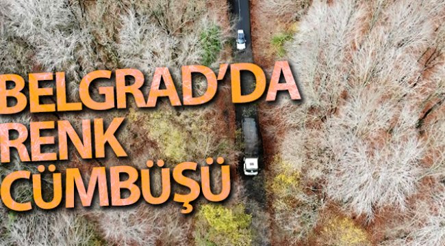 Belgrad Ormanı'nda renk cümbüşü