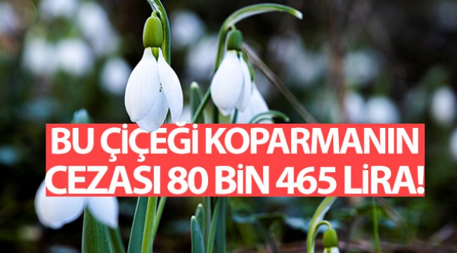 Bu çiçeği koparmanın cezası 80 bin 465 lira