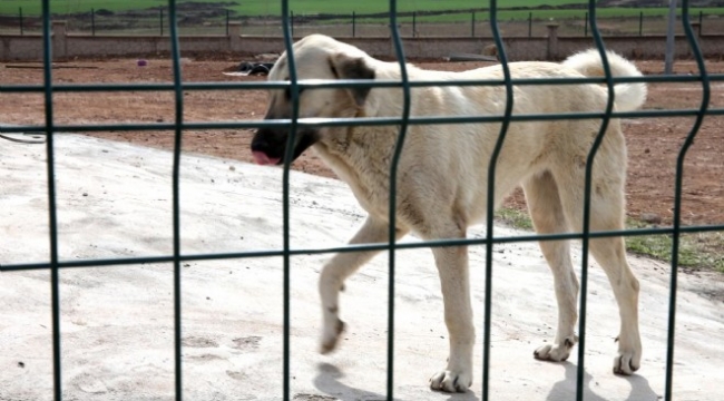 DSÖ: Kuduz vakalarının yüzde 99'u köpeklerden