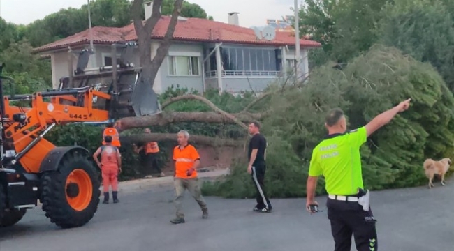 Devrilen ağaç otomobilde hasara sebep oldu