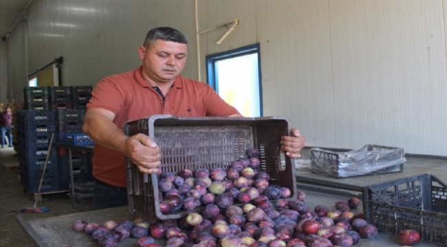 Ödemiş'in erikleri Rusya ve Almanya yolcusu