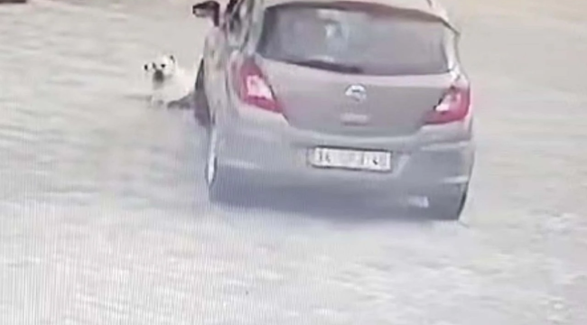 Yolda yatan köpeği ezen cani yakalandı