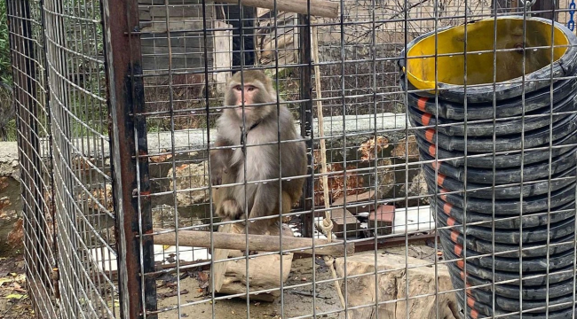 Muğla'da beslenmesi yasak 2 maymun ele geçirildi