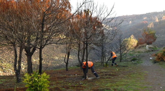 Orman yangınının yaraları sarılıyor... Küllerinden doğacak!