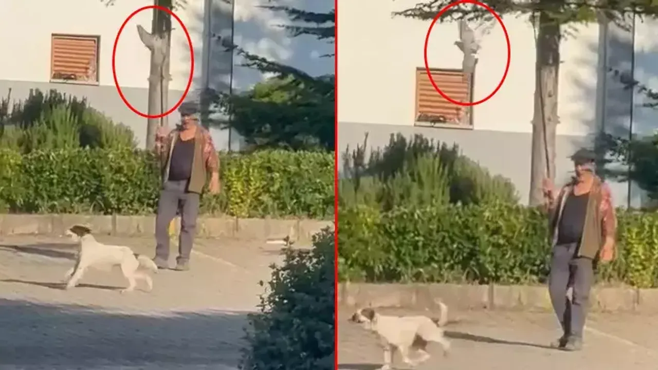 İnsan kılığındaki cani: Canlı güvercini köpeğine yem yaptı