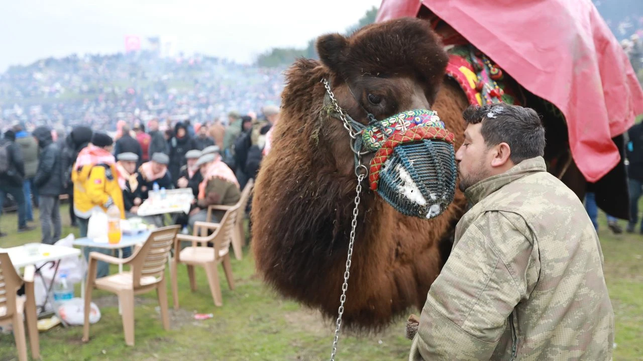 Selçuk'ta Deve Güreşleri Festivali heyecanı